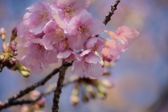 DSC00098. 咲き始めた安行桜