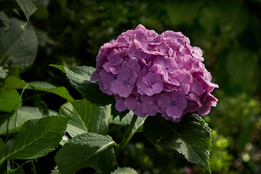 DSC09207.朝暘燦燦