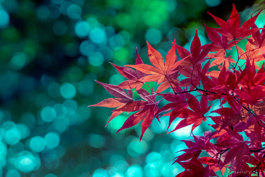 DSC04569-紅葉七番