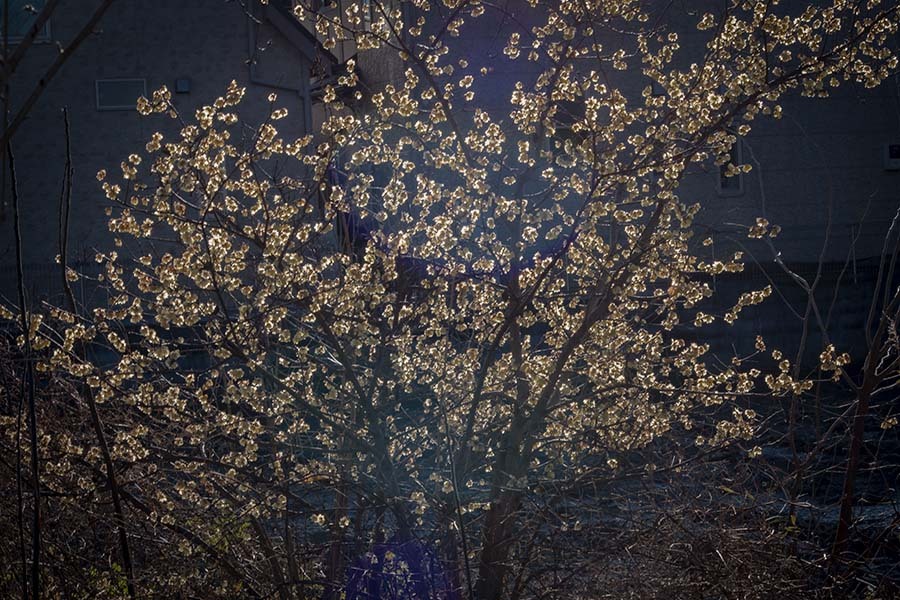 DSC07046. 蠟梅夕陽に輝く