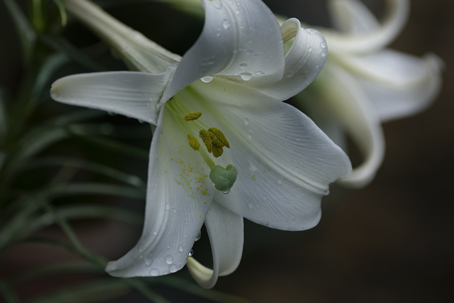 DSC04689 白百合薄化粧