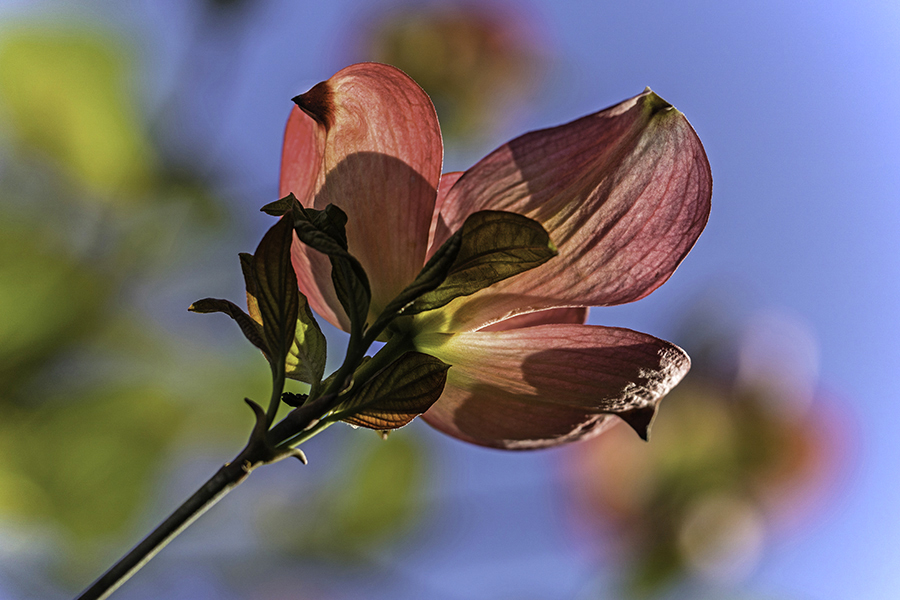 DSC00706 大空に咲くハナミズキ