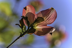 DSC00706 大空に咲くハナミズキ