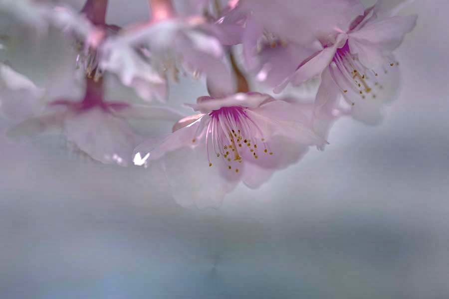 DSC08228 桜が咲いた朝