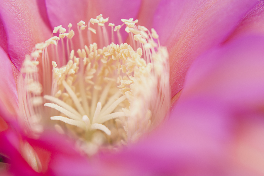 DSC08862. 集う蕊たち