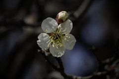 DSC03612 ふくよかな白梅