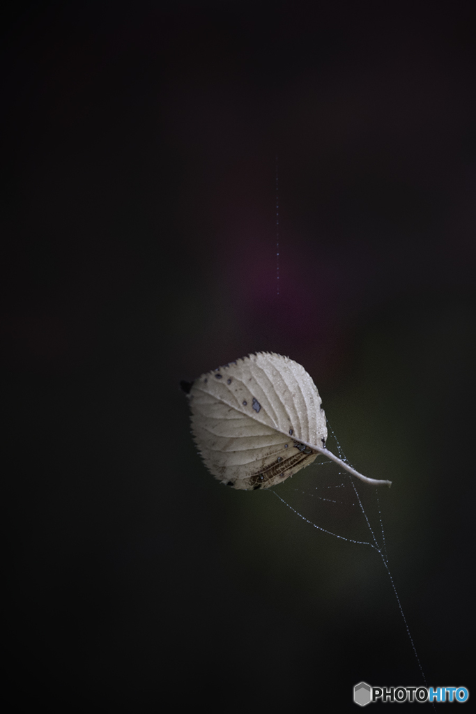 DSC00154  蜘蛛の糸 