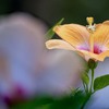 DSC02487. 夏の日差しの中で咲く