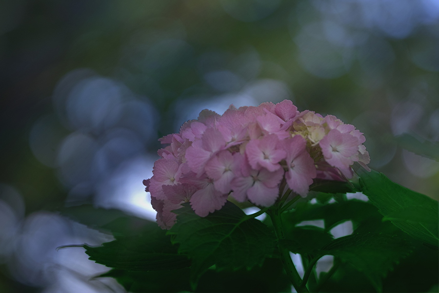 DSC07691-2  森中の光彩