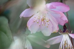 DSC00993. 朝の満天星つつじ