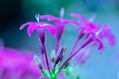 DSC03092-ペンタス揺らら