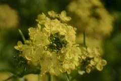 DSC00268 菜の花映える