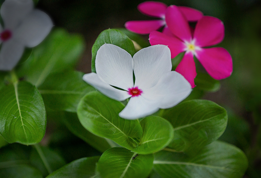 DSC09229.  夏の華