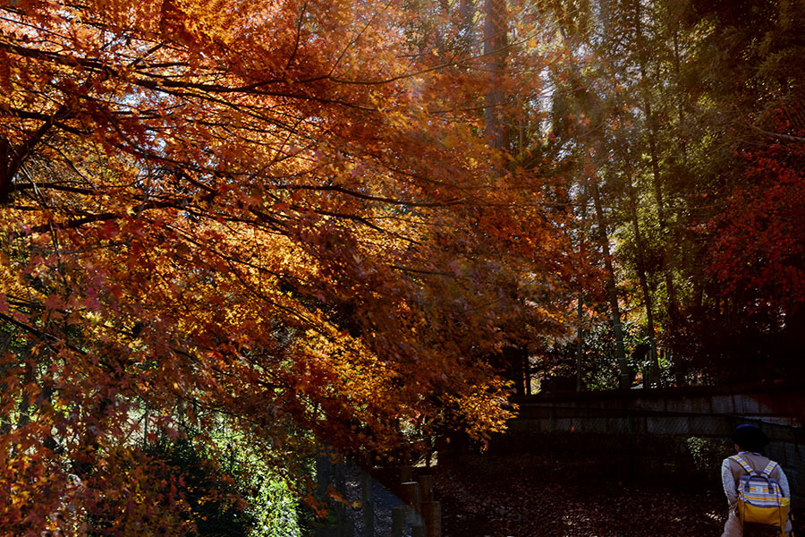 平林寺の錦秋　DSC03055