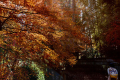 平林寺の錦秋　DSC03055