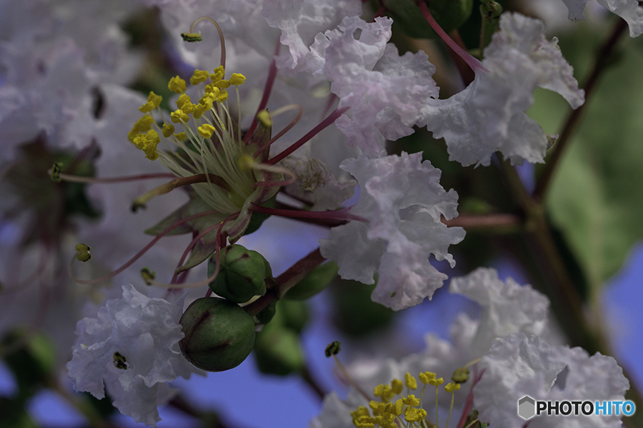 DSC05839 白い百日紅-2