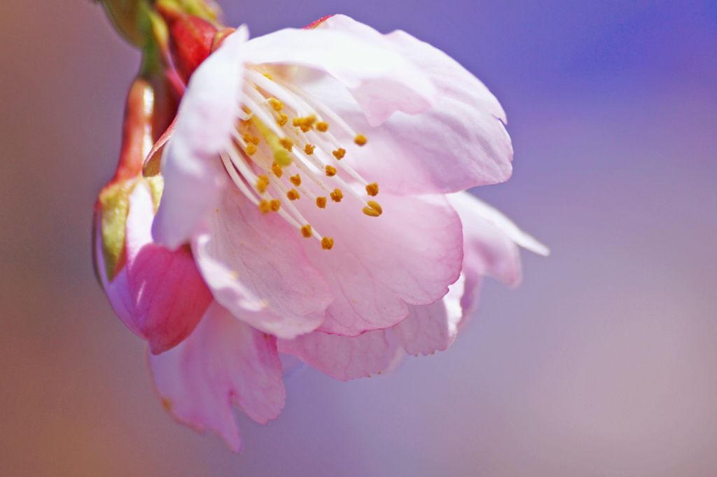 日差しの中に咲く