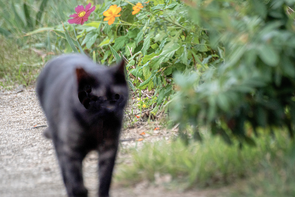 DSC09806. 猫ちゃん散策中