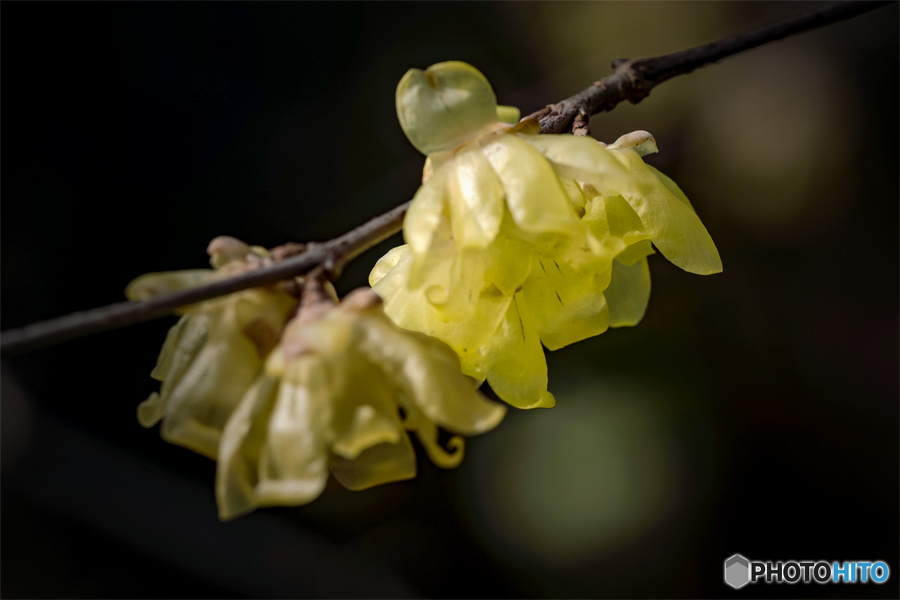 DSC03276 静かな蠟梅