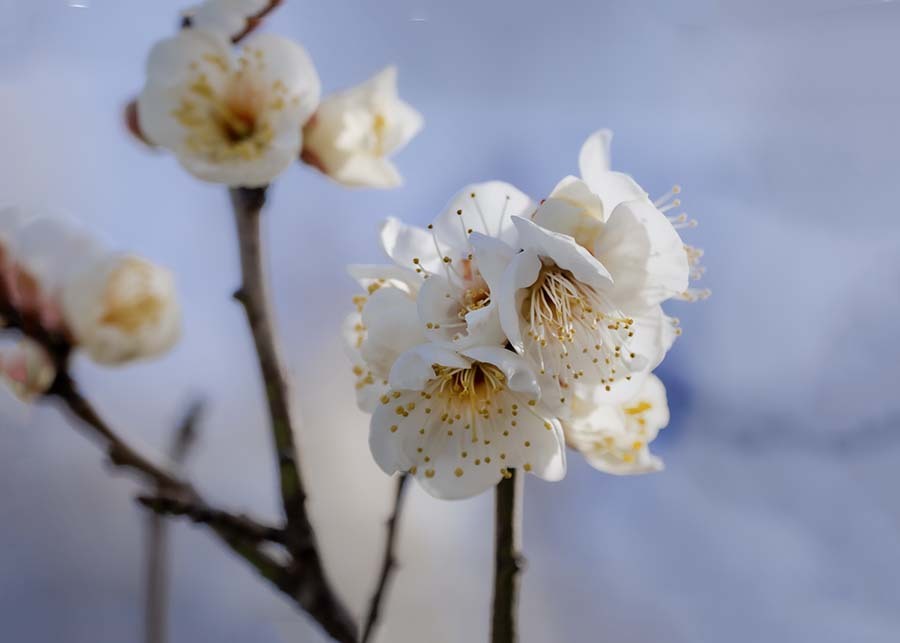 青春の輝き　DSC02543