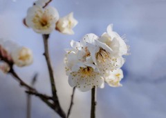 青春の輝き　DSC02543