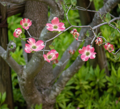DSC00138. 静謐