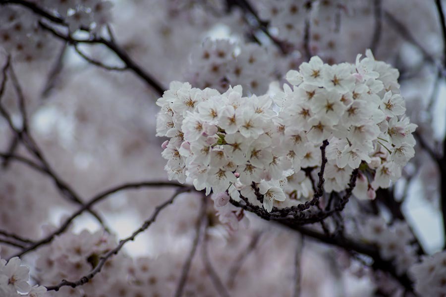 DSC00405. 満天の花