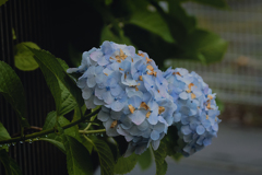 茶色も花びらです