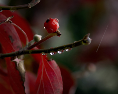 紅葉に雨.