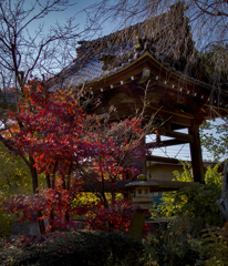 晩秋-1.