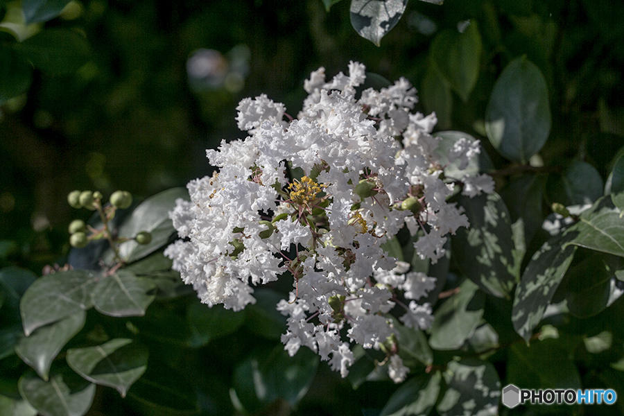 DSC08047白い百日紅