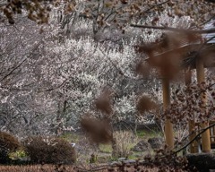 DSC05491. 梅園の侘びと寂