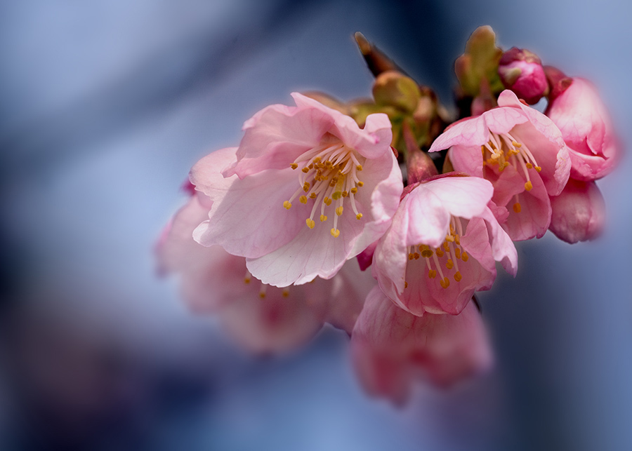 DSC00119. 早春の桜