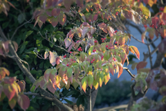 DSC09590.  ハナミズキの着飾り？