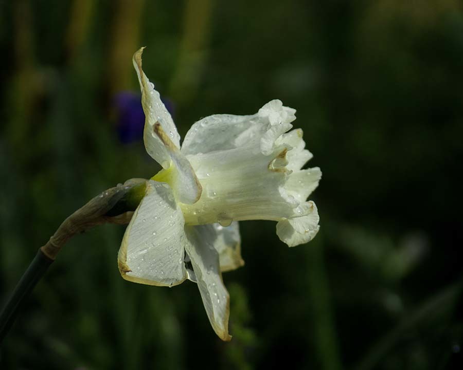 DSC01195 朝の白い花