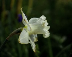 DSC01195 朝の白い花