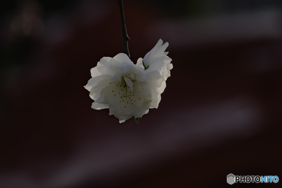 日本には桃の花もある