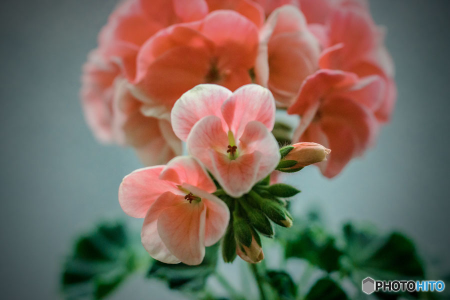 DSC06512-双子ちゃんゼラニューム