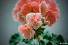 DSC06512-双子ちゃんゼラニューム