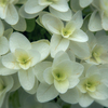 DSC07103. 六月の白い花