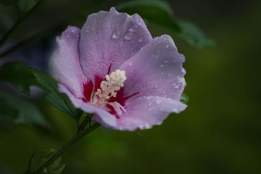 DSC04279. 雨上がりの朝