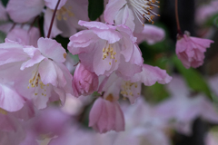 DSC01039. 花海棠