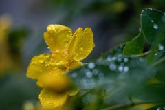 DSC07329 梅雨のときめき