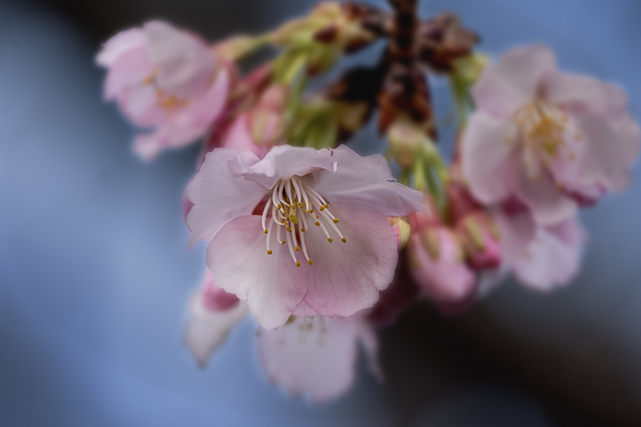 DSC00121. 二月の安行桜