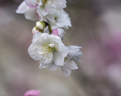 DSC05207. 花の素顔 hanamomo