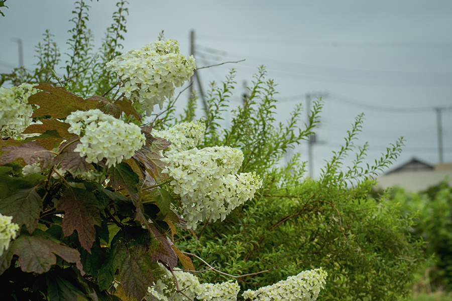 DSC08690. 朝の遊歩道