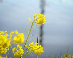 DSC00717. 追憶  川面と菜の花.