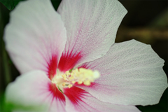 瑞々しいムクゲで御座る