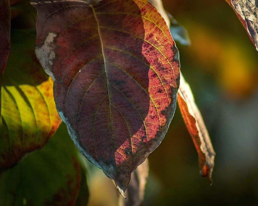 DSC00889. autumn leaves