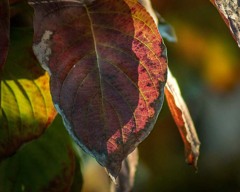 DSC00889. autumn leaves